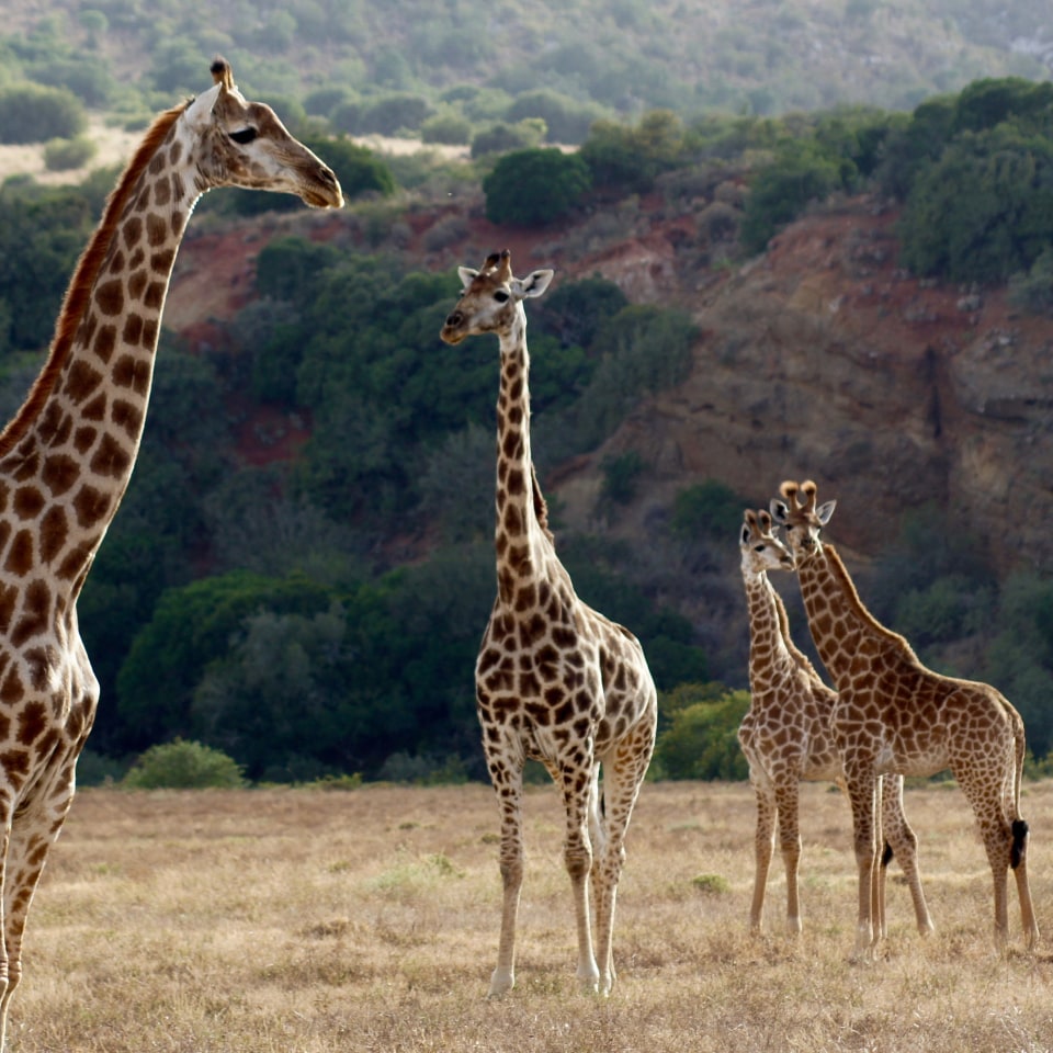 Highlights von Südafrika